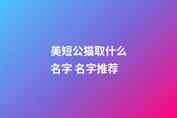 美短公猫取什么名字 名字推荐